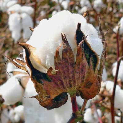 Raw cotton