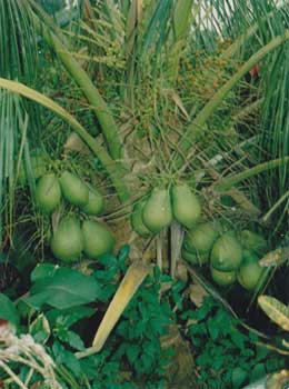 Dwarf Coconut Plant