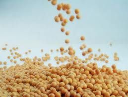 Chinese Non Gmo Soybean