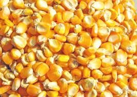 High Quality Usa Yellow Corn