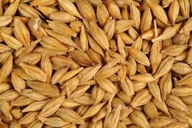 Organic Barley