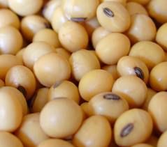 Organic Fresh Soybeans