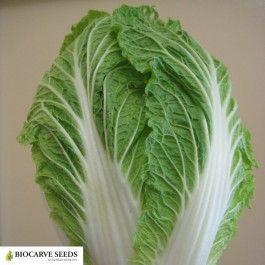 chinese cabbage seeds