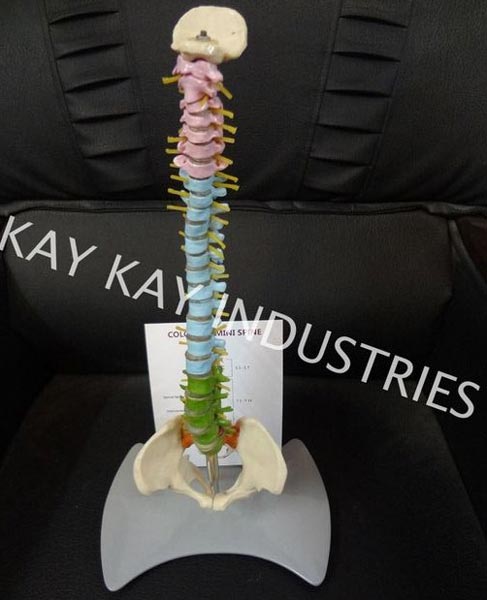 Colored Spine Model