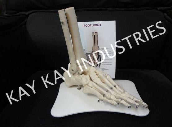 Foot Joint Model