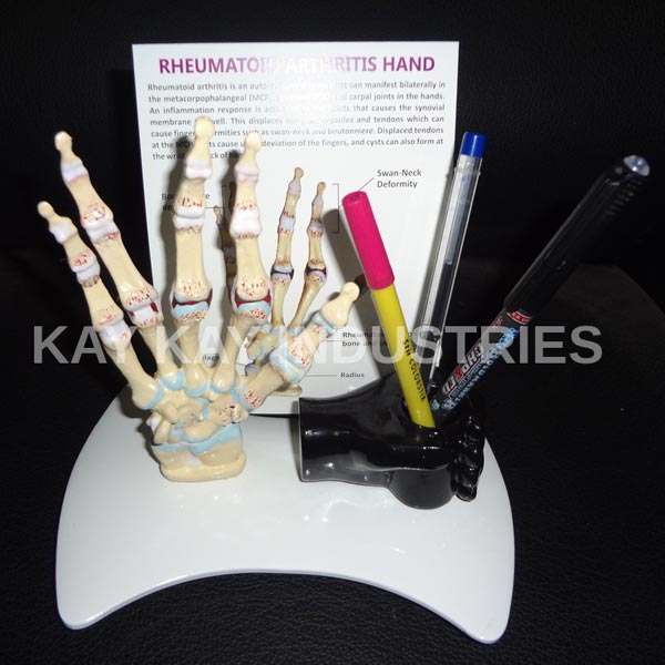 Hand Joint Model with Pen Stand