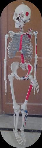 Human Skeleton System
