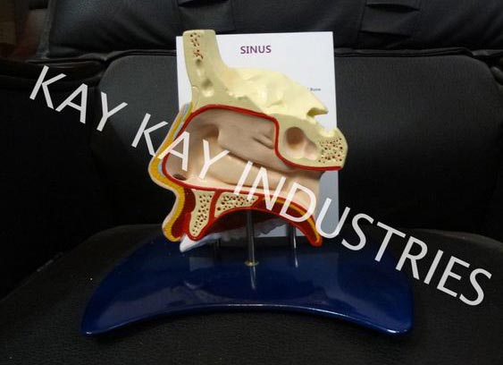 Model of Sinus