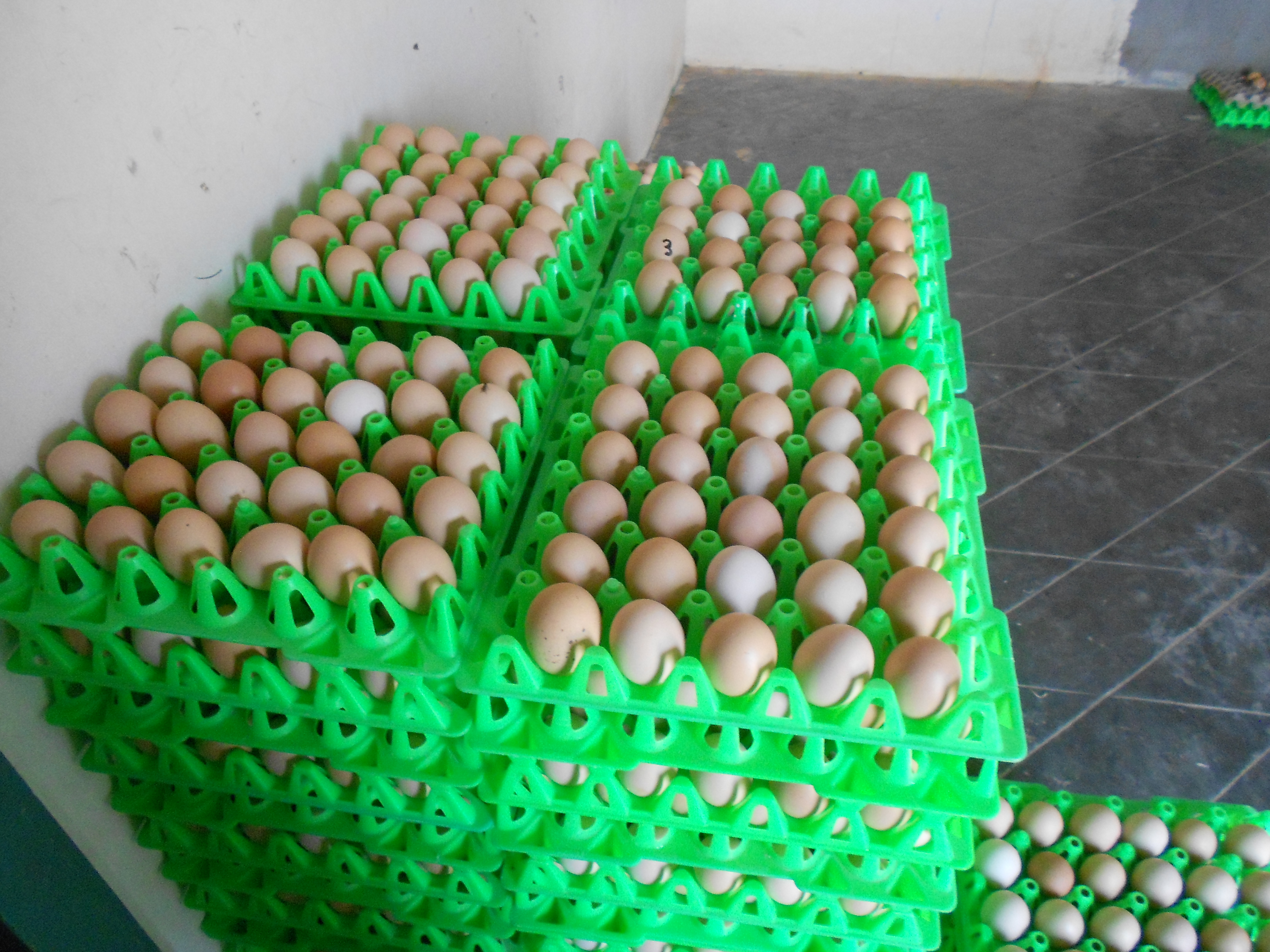Broiler Hatching Egg, Size : 5-8 Inch