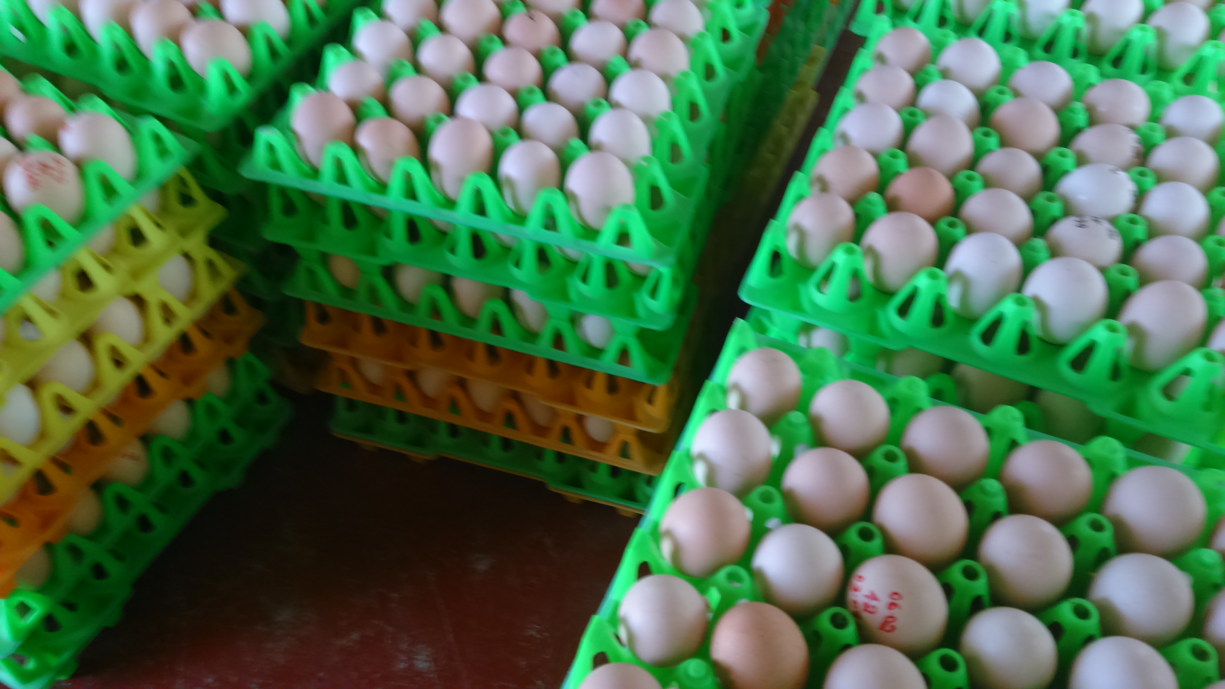 Broiler Hatching Eggs at best price INR 18 / Piece in Coimbatore Tamil