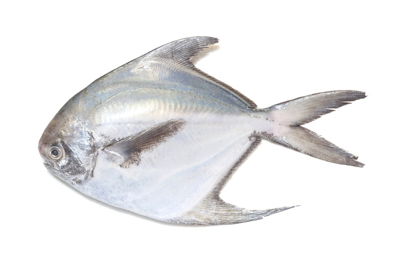 Pomfret (silver) fish