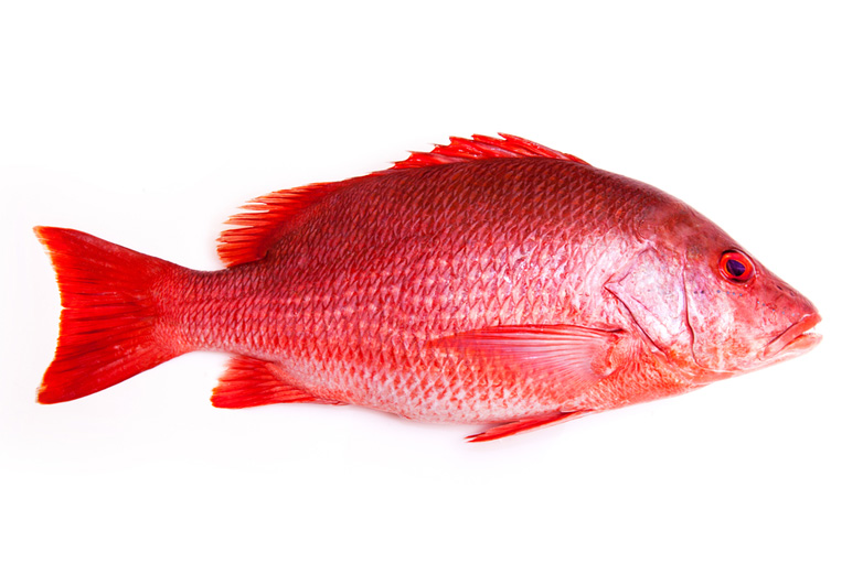 Red Snapper Fish, for Cooking, Style : Fresh, Frozen at Best Price