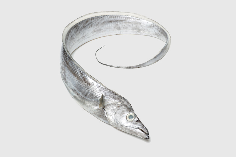 Ribbon Fish, for Cooking, Human Consumption, Style : Frozen