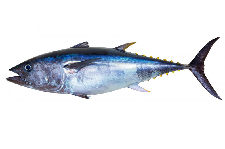 tuna fish