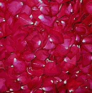 rose petals