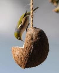 Coconut Bird Feeder