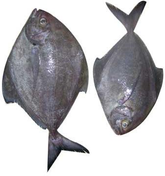 Black Pomfret Fish