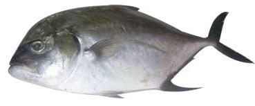 Malabar Trevally