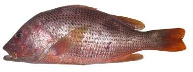 red snapper fish