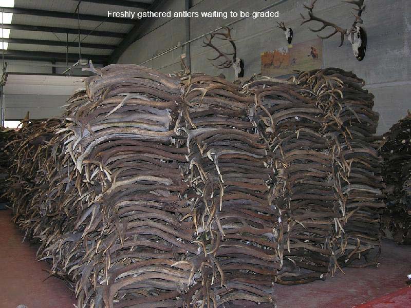 Deer Antlers Which Were Naturally Shreded