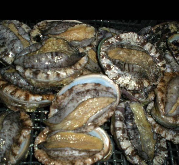 Frozen Abalone Sea Ear Iqf