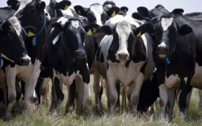 Pregnant Holstein Friesian Cow