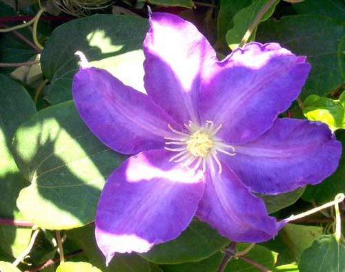 Clematis Oil