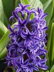 Hyacinth Oil