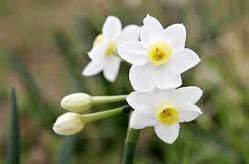 Jonquil Oil