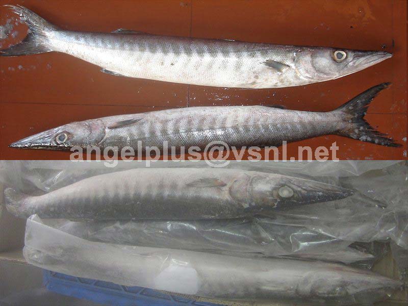 Frozen Barracuda Fishes, for Human Consumption, Feature : Good For Health, Non Harmful, Protein