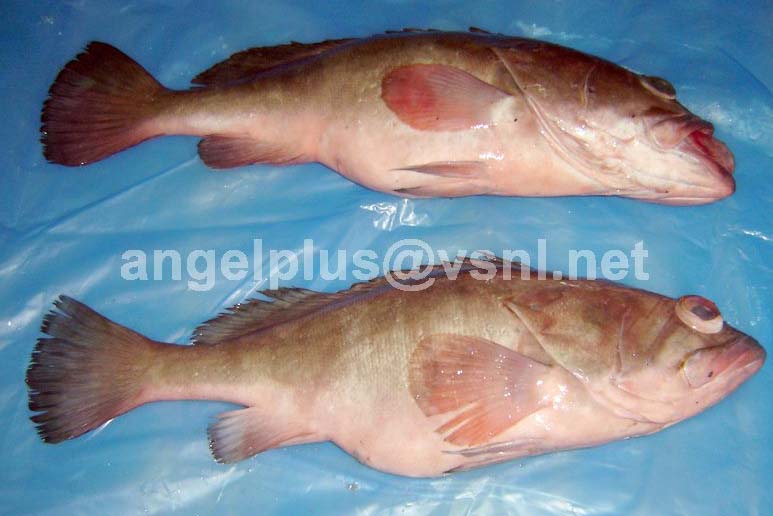 Frozen Grouper Fishes, for Human Consumption, Feature : Good For Health, Good Protein
