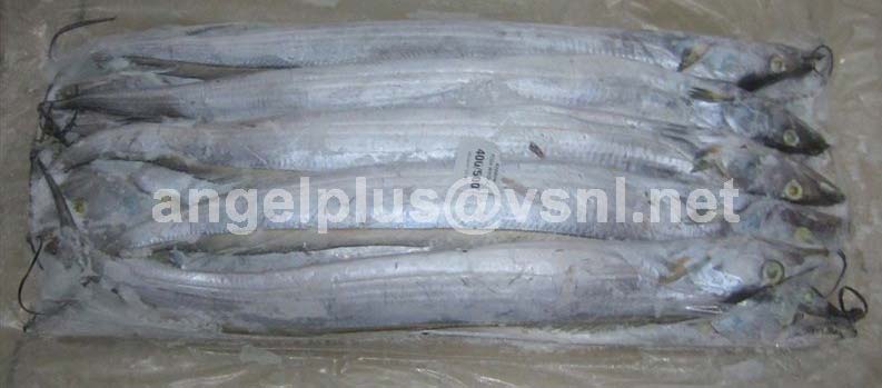 Frozen Hairtail Fishes, for Human Consumption, Feature : Good For Health, Non Harmful, Protein