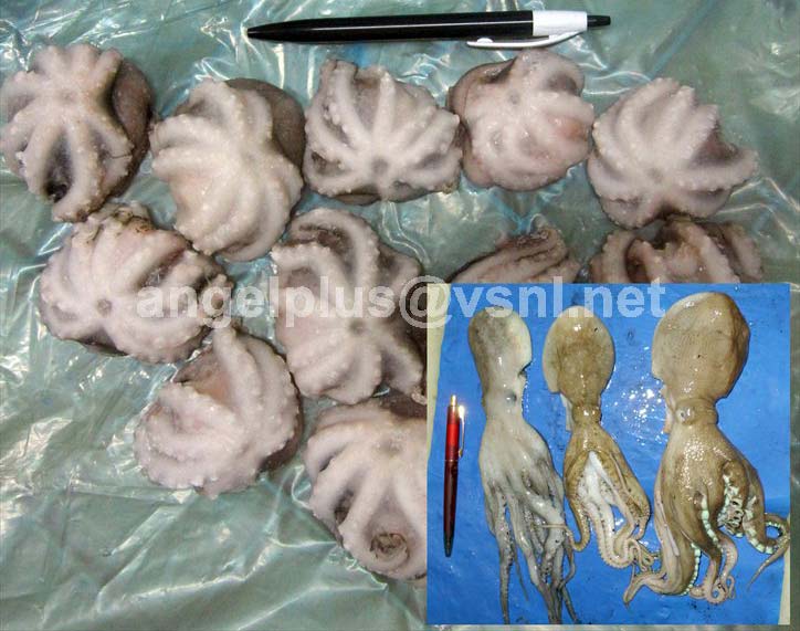 Frozen Octopus Dollfusi Cephalopods, for Human Consumption, Feature : Delicious Taste., Long Shelf Life