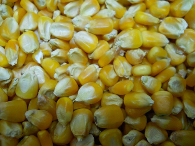 corn maize