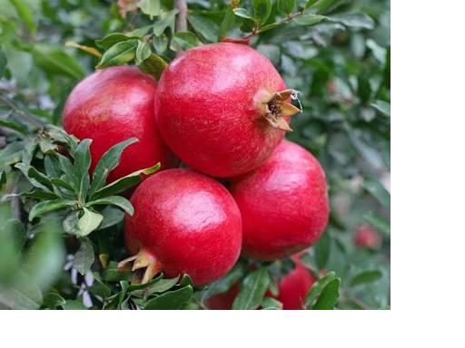 WINGOOD Common fresh pomegranate, Variety : Bhagwa