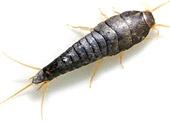 Silverfish Control Services