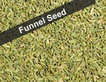 funnel seed