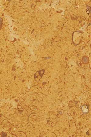 Golden Fossil Marble