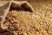 Feed Barley