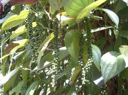 Black Pepper In Srilanka By Minhara Cashew Black Pepper From Jaela Sri Lanka Id 1932569