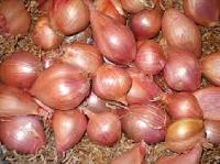 GMO Shallot Onion, for Cooking, Enhance The Flavour, Human Consumption, Packaging Type : Jute Bags