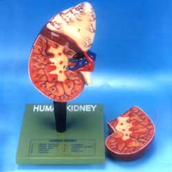 Human Kidney