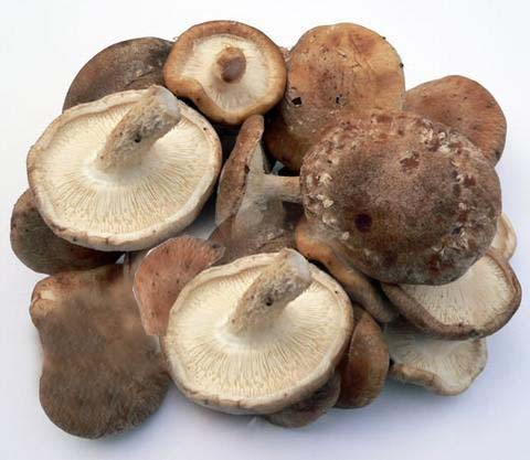 Fresh Vegitable Mushroom