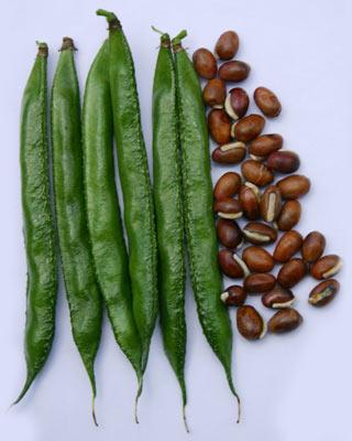 dolichos beans