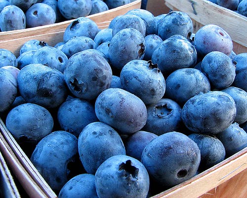 Organic Fresh Blueberry, Shelf Life : 10-15days