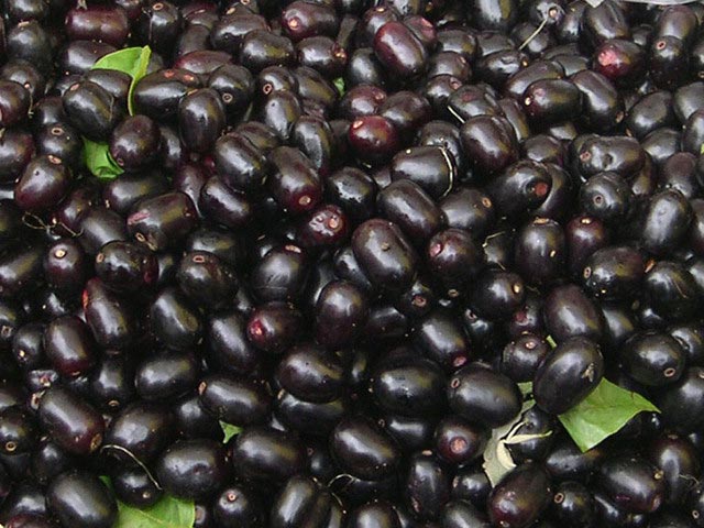 Organic Fresh Jambul, Color : Black