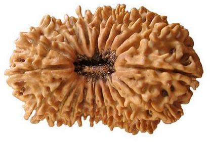 20 Mukhi Rudraksha