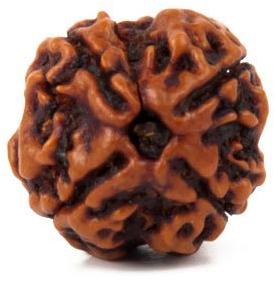 4 Mukhi Rudraksha