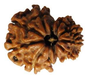 Garbh Gauri Rudraksha