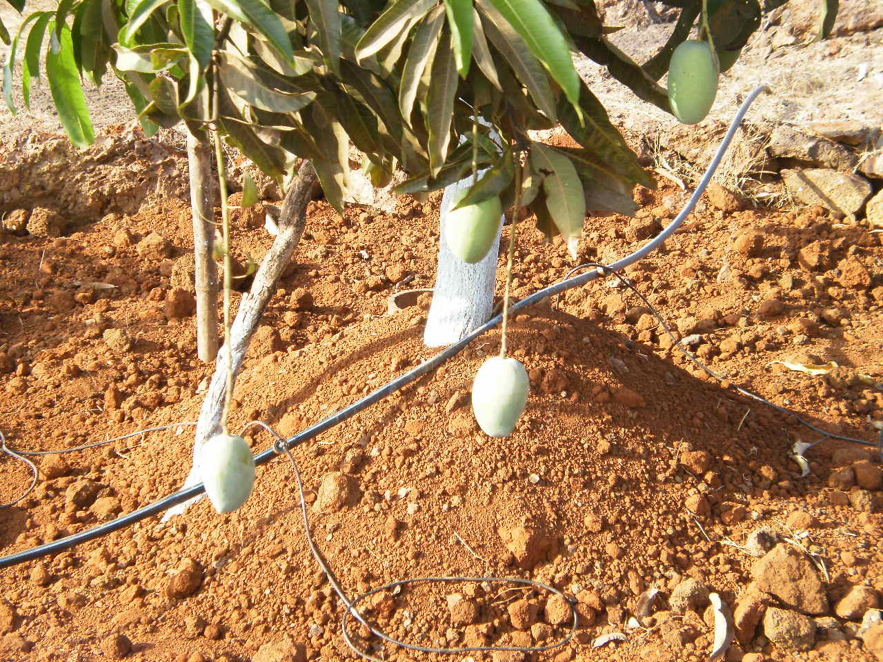 MORES Natural drip irigated alphonso mango, Certification : Global Gap (EUREP CERT.)